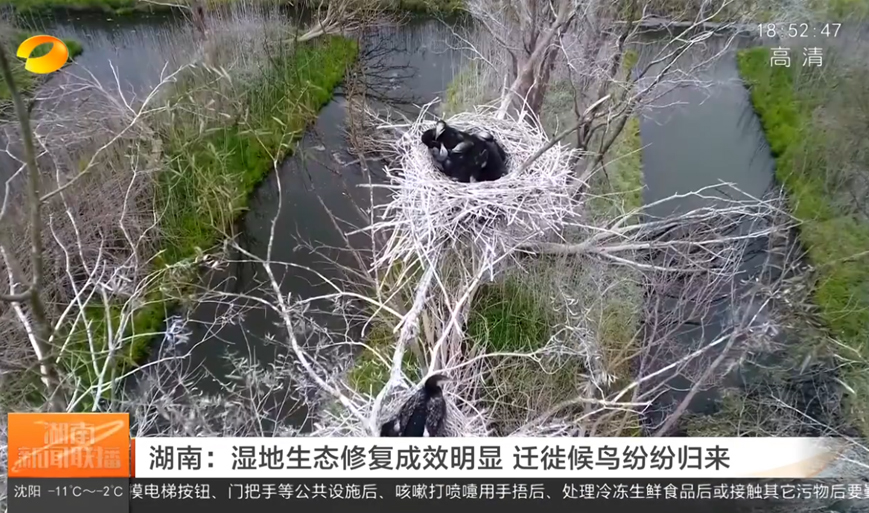 湖南：湿地生态修复成效明显 迁徙候鸟纷纷归来